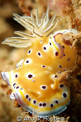 Chromodoris geminus. Picture taken on the second reef off... by Anouk Houben 